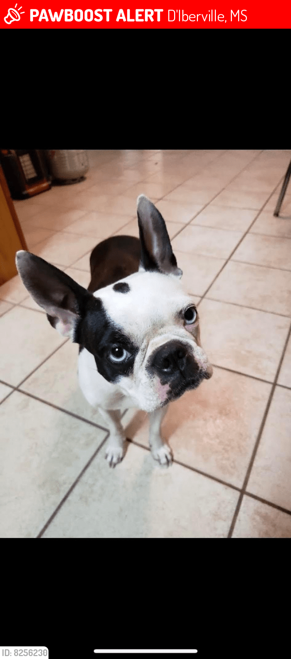 Lost Female Dog in D'Iberville, MS 39540 Named Rose (ID 8256230