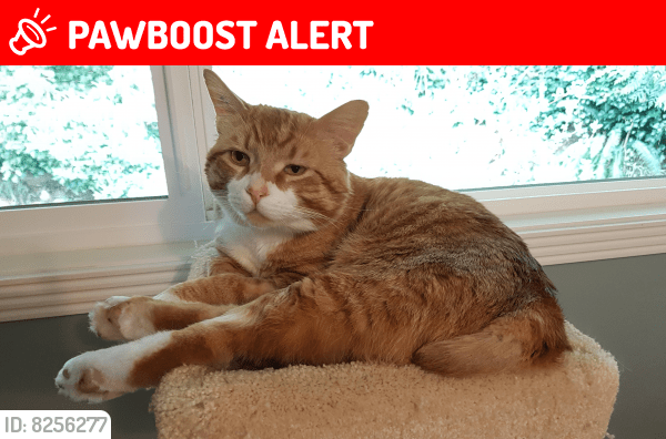 Lost Male Cat in North Vancouver, BC V7R Named Max (ID 8256277) PawBoost
