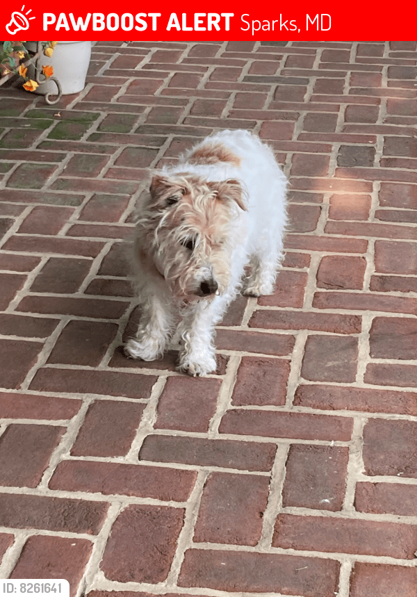 Lost Male Dog in Sparks, MD 21152 Named Lacey (ID 8261641) PawBoost