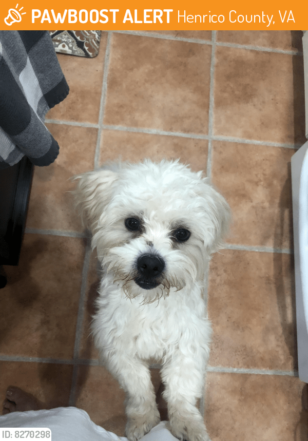 Found/Stray Male Dog in Henrico County, VA 23229 (ID 8270298) PawBoost