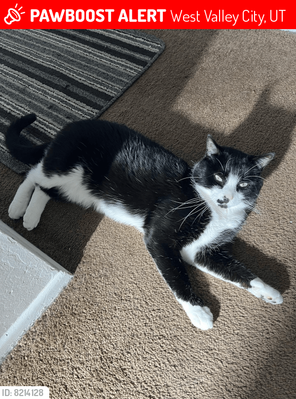 Lost Male Cat in West Valley City, UT 84119 Named Ivan (ID 8214128