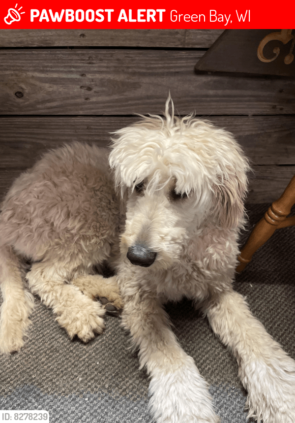 Lost Female Dog in Green Bay, WI 54311 Named Fiji (ID 8278239) PawBoost