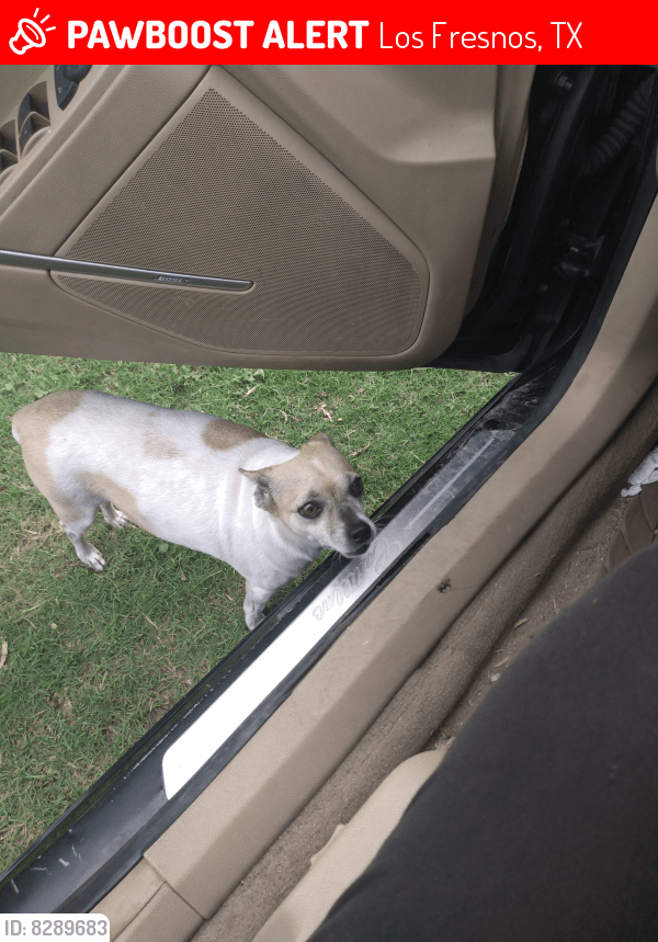 Lost Female Dog in Los Fresnos, TX 78566 Named Mama (ID 8289683