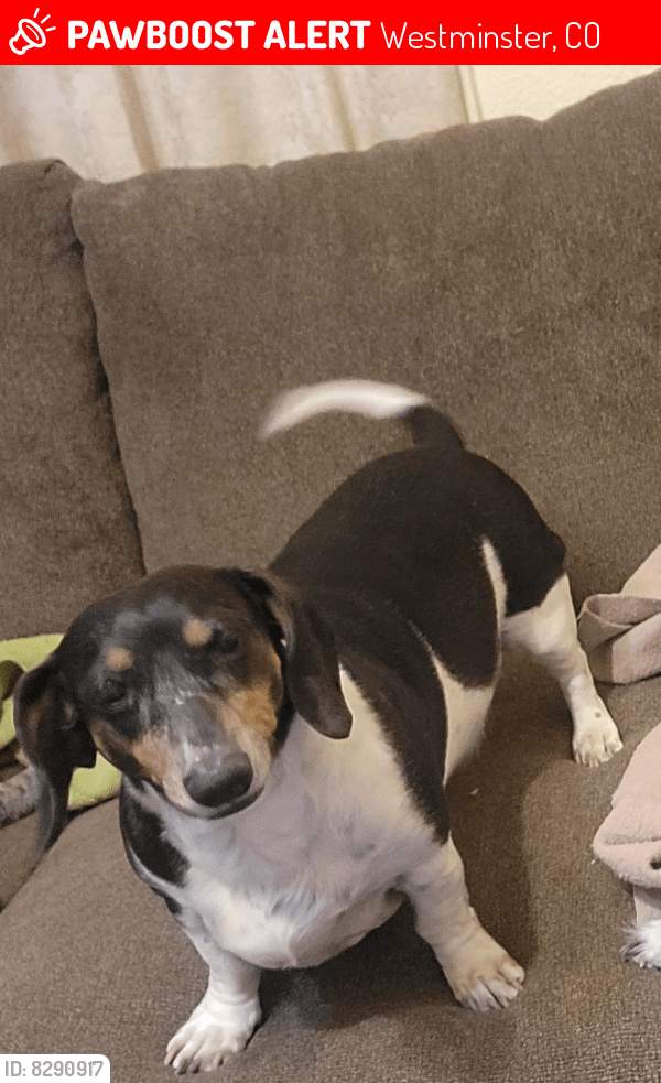 Lost Male Dog in Westminster, CO 80030 Named Fatso (ID 8290917) PawBoost