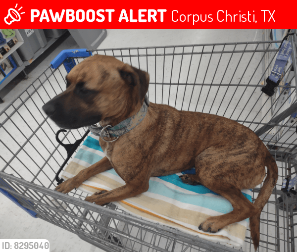 Corpus Christi, TX Lost Male Dog, Buck Is Missing PawBoost