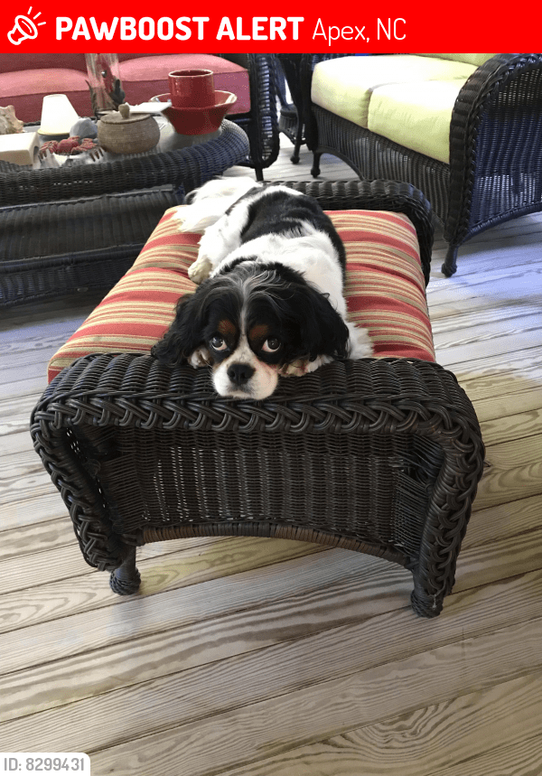 Apex, NC Lost Male Dog, Dash Is Missing PawBoost