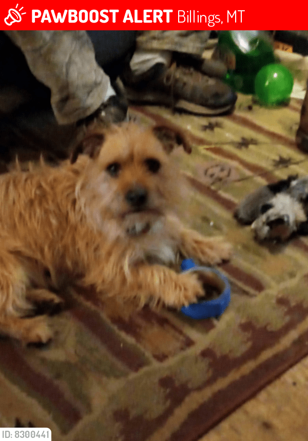 Lost Male Dog in Billings, MT 59105 Named Evil (ID 8300441) PawBoost
