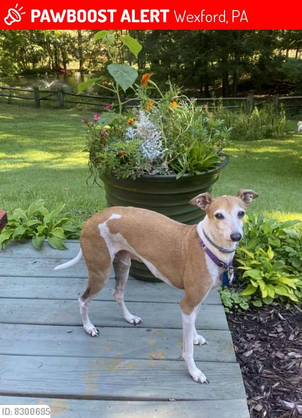 Lost Male Dog in Wexford, PA 15090 Named Cody (ID 8300695) PawBoost