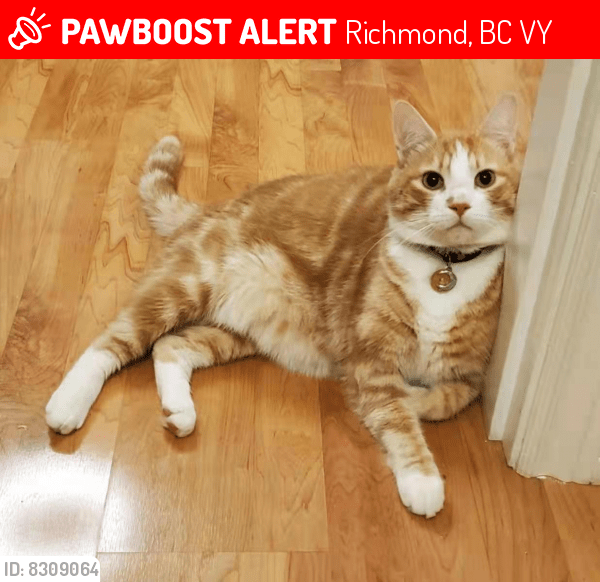 Richmond, BC Lost Male Cat, DaoDao Is Missing PawBoost