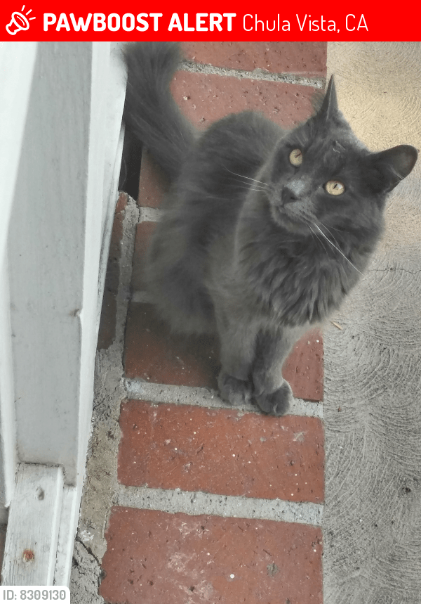 Chula Vista, CA Lost Female Cat, Kit Is Missing PawBoost