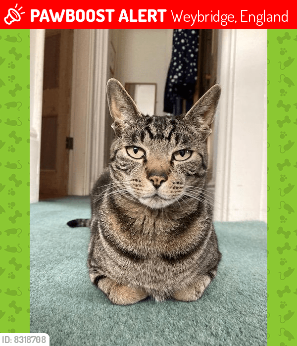Deceased Male Cat in Weybridge, England (ID 8318708) PawBoost