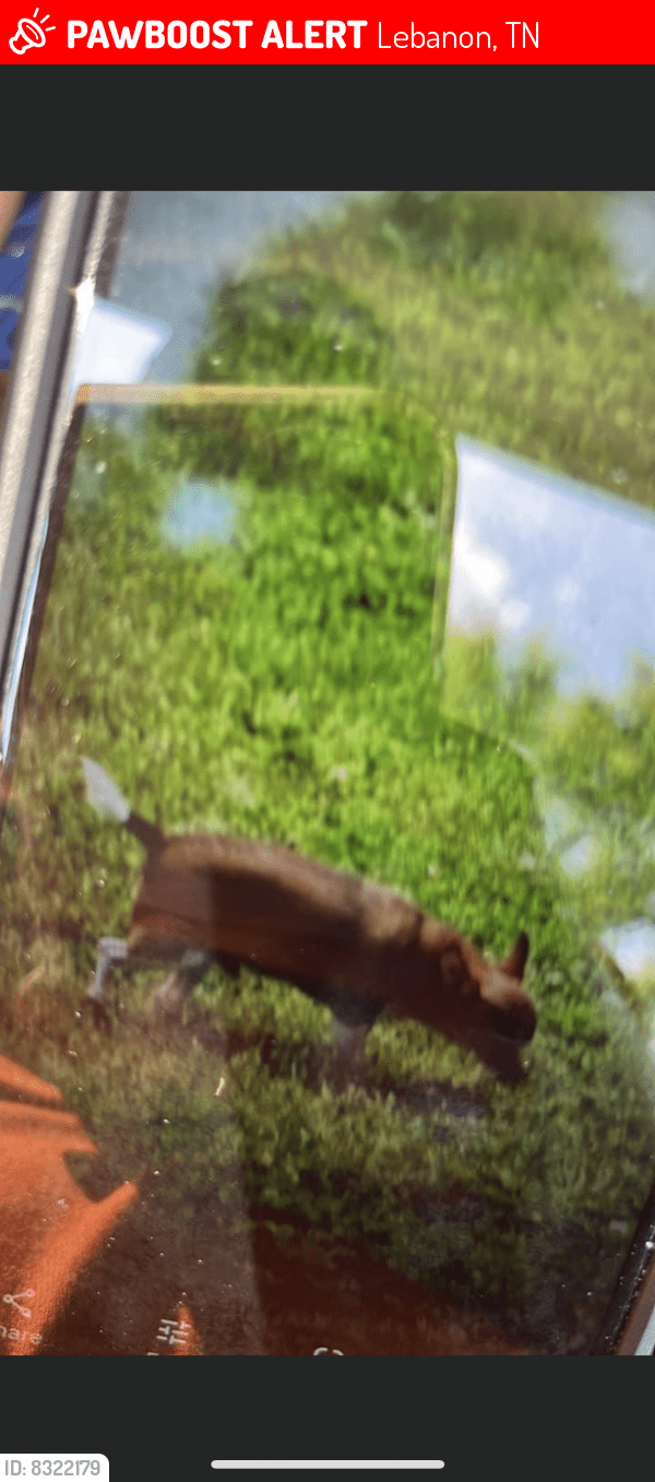 Lebanon, TN Lost Male Dog, Abner Is Missing PawBoost