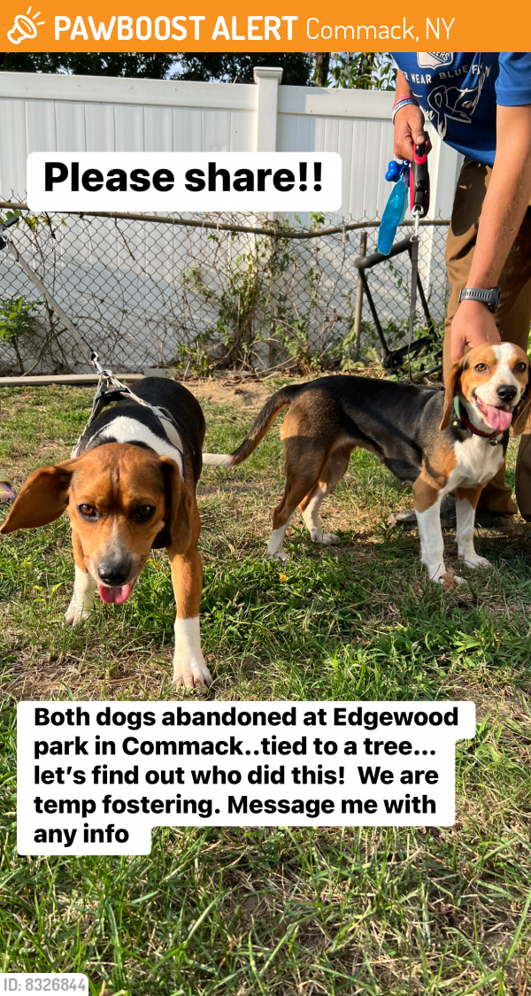 Commack, NY Stray Female Dog Found Near Edgewood bike trail commack ny