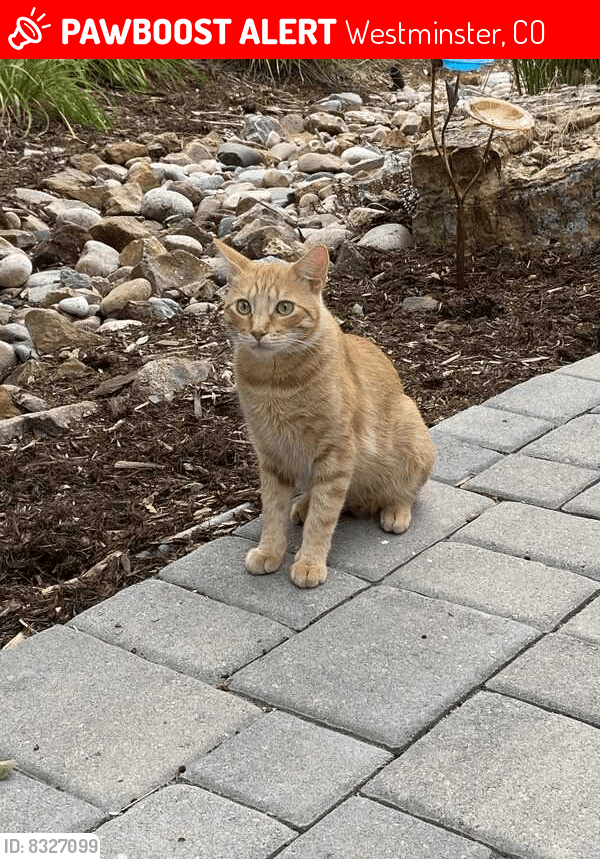 Lost Male Cat in Westminster, CO 80234 Named Murry (ID 8327099) PawBoost