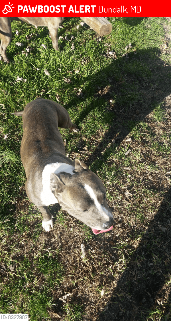 Lost Female Dog in Dundalk, MD 21222 Named Eve (ID 8327987) PawBoost