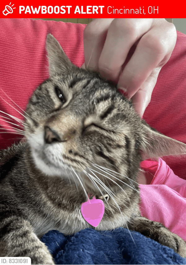 Cincinnati, OH Lost Female Cat, Whiskers Is Missing PawBoost