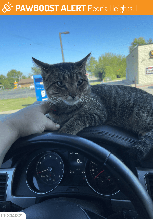 Found/Stray Male Cat in Peoria Heights, IL 61616 (ID 8341321) PawBoost