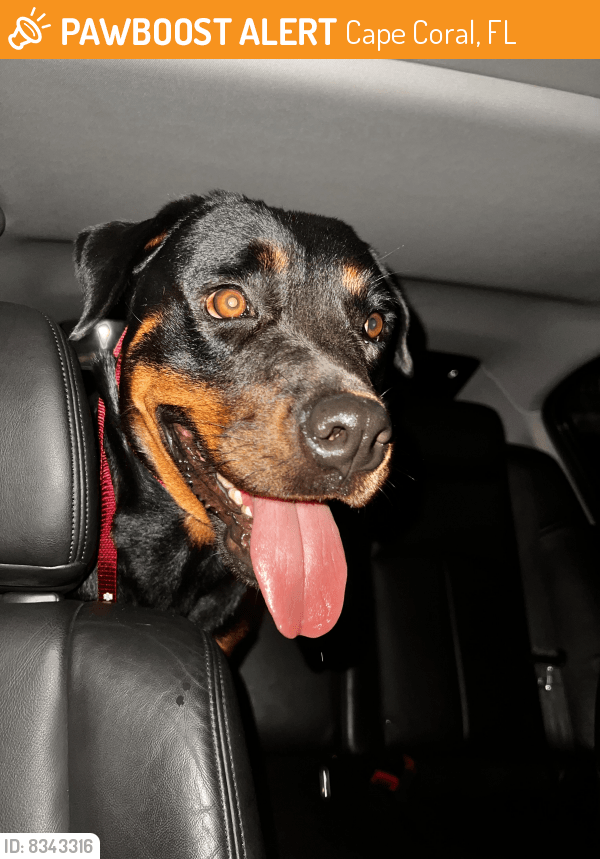 Found/Stray Female Dog in Cape Coral, FL 33993 (ID 8343316) PawBoost