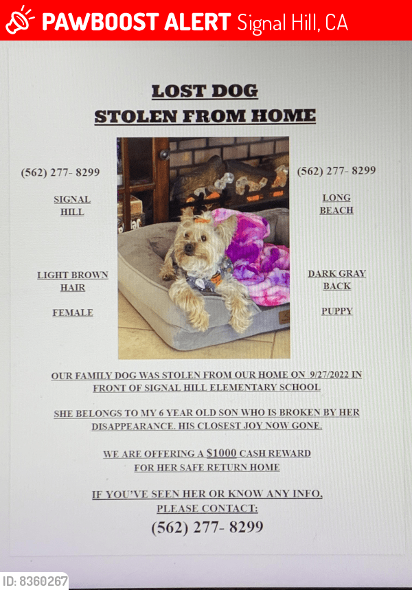 Lost Female Dog in Signal Hill, CA 90755 Named Lol (ID 8360267) PawBoost