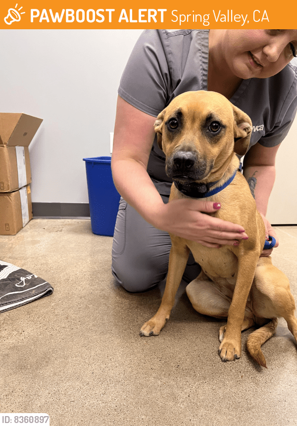 Spring Valley, CA Stray Female Dog Found Near Spring Valley Freeway