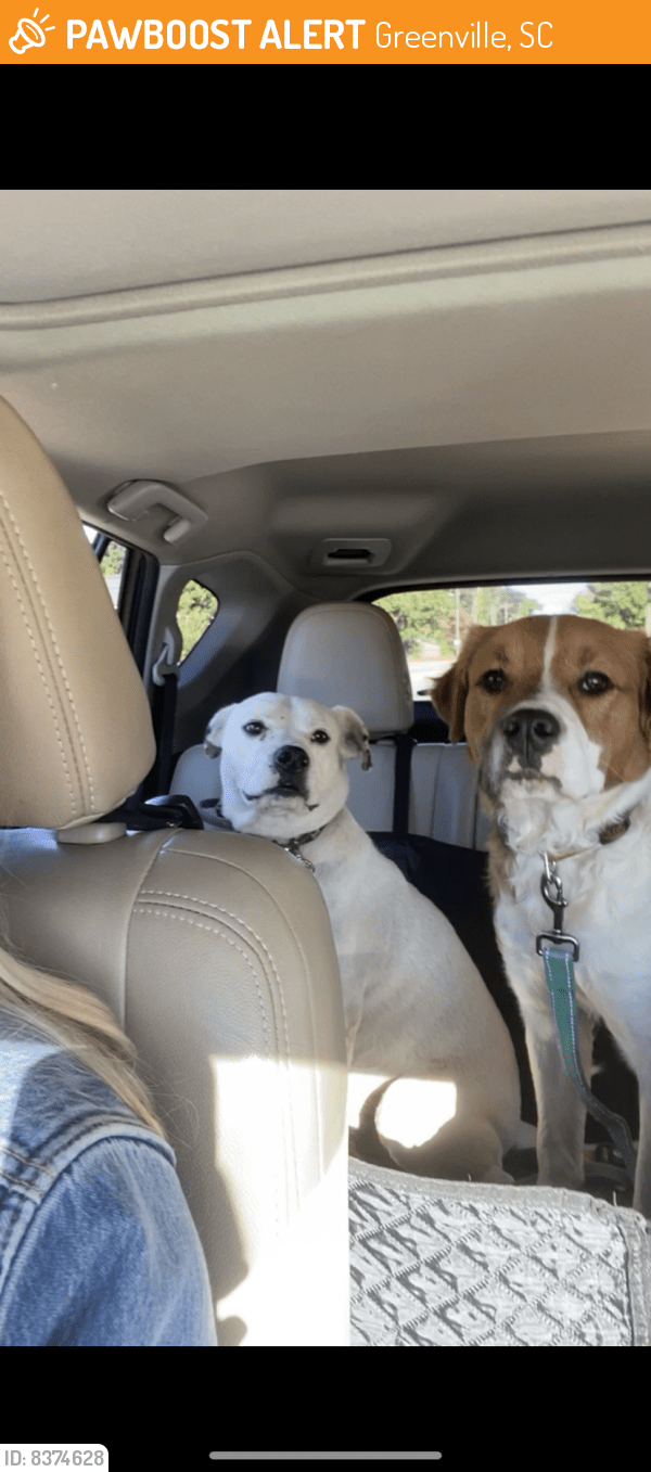 Found/Stray Male Dog in Greenville, SC 29605 (ID 8374628) PawBoost