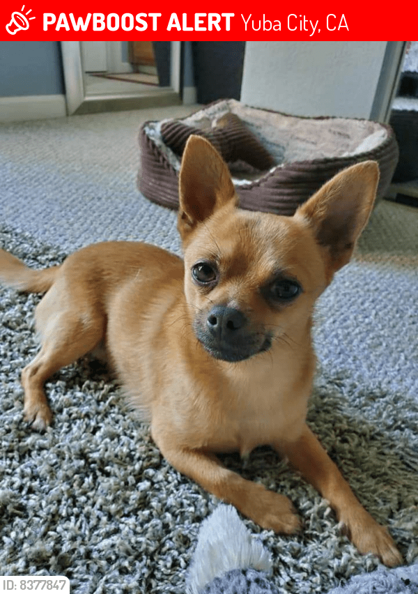 Lost Male Dog in Yuba City, CA 95991 Named Paco (ID 8377847) PawBoost