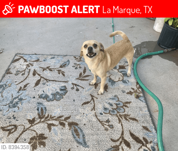 Lost Male Dog in La Marque, TX 77568 Named Max (ID 8394358) PawBoost