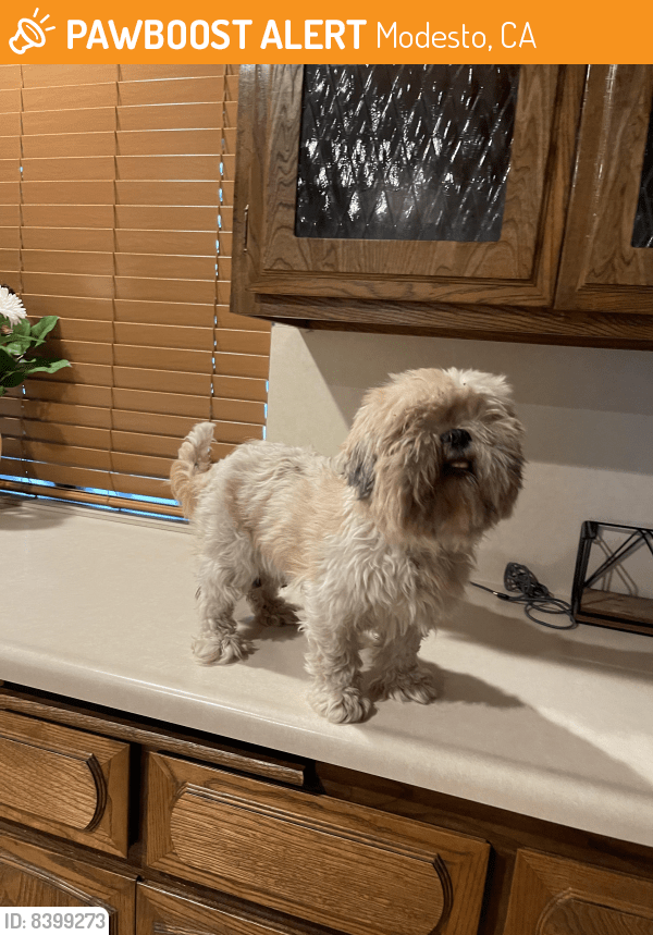 Found/Stray Female Dog in Modesto, CA 95354 (ID 8399273) PawBoost