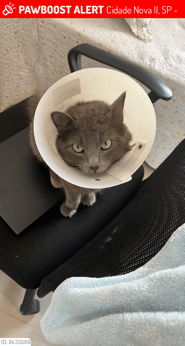 Lost Male Cat in Cidade Nova II, SP 13221570 Named Grey (ID 8433506