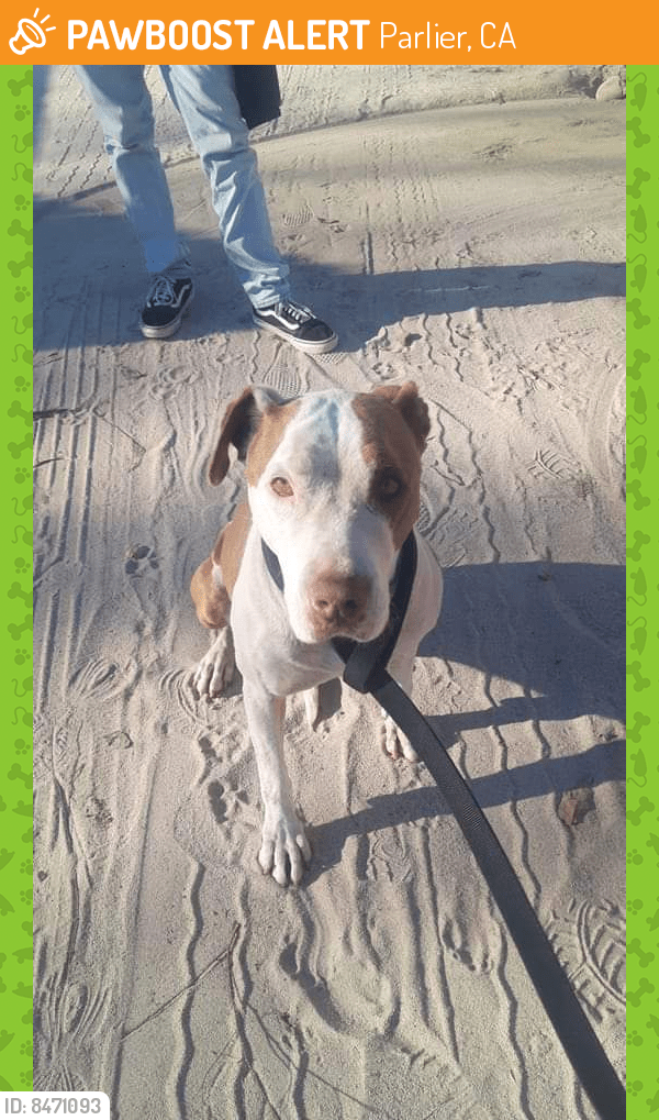 Parlier, CA Stray Female Dog Found Near Manning and Academy PawBoost