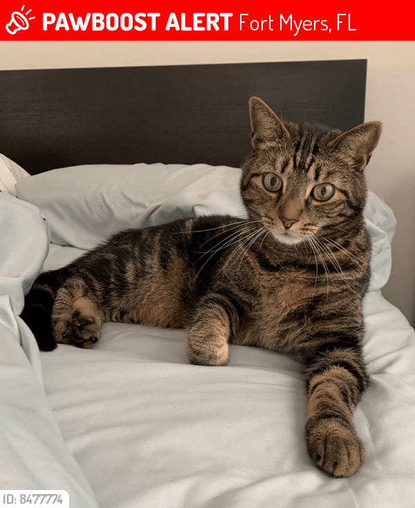 Lost Male Cat in Fort Myers, FL 33919 Named Malick (ID 8477774) PawBoost