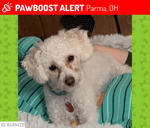 Lost Male Dog in Parma, OH 44134 Named Cooper (ID 8488420) PawBoost