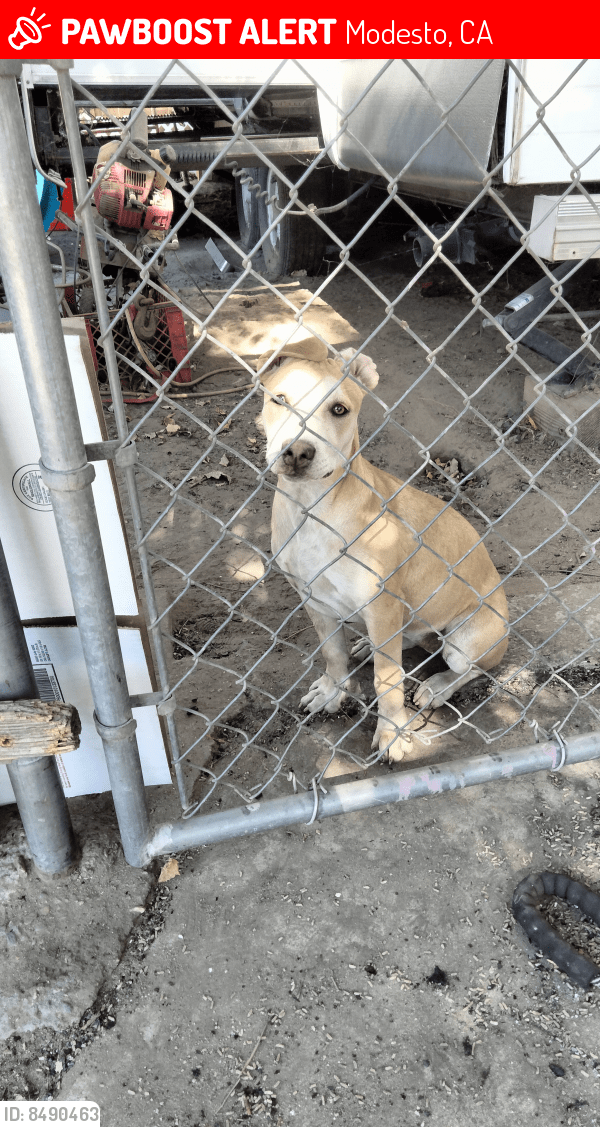 Modesto, CA Lost Female Dog, Nala Is Missing PawBoost