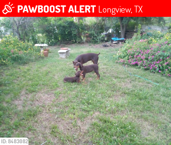 Lost Male Dog in Longview, TX 75601 Named Brawny (ID 8483082) PawBoost