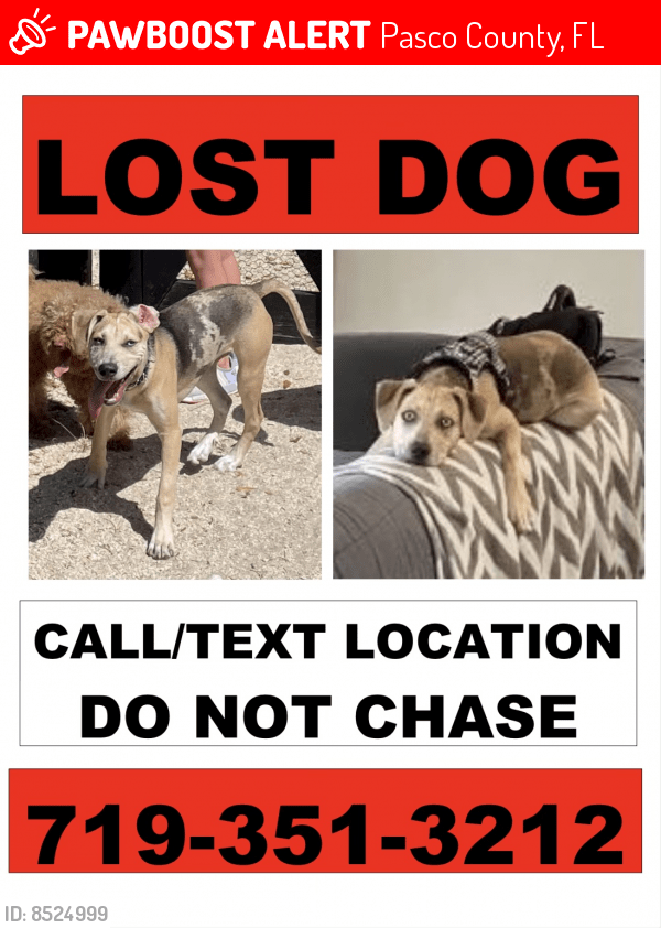 Lost Male Dog in Pasco County, FL 34655 Named Charlie (ID 8524999