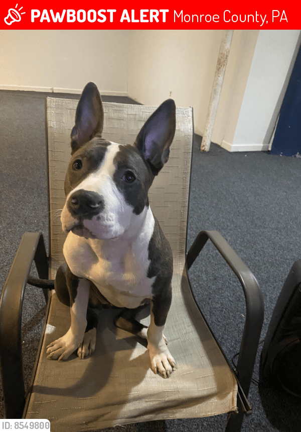 Lost Female Dog in Monroe County, PA 18334 Named Princess (ID 8549800