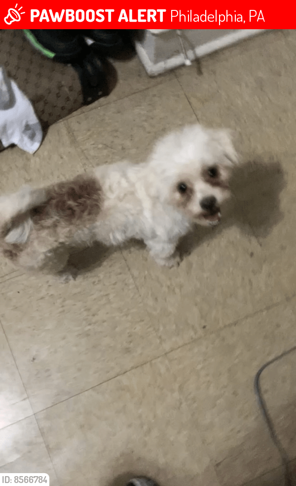 Lost Male Dog in Philadelphia, PA 19134 Named Tobey (ID 8566784