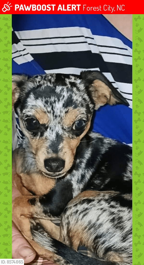 Lost Male Dog in Forest City, NC 28043 Named Delta (ID 8574065) PawBoost