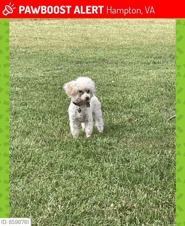 Lost Male Dog in Hampton, VA 23664 Named Comet (ID 8590781) PawBoost