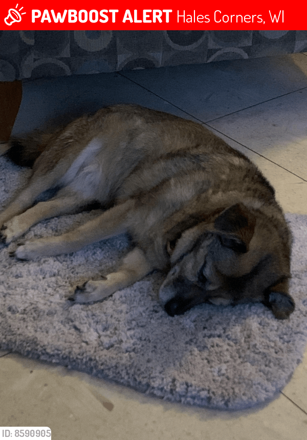 Hales Corners, WI Lost Female Dog, Sadie Is Missing PawBoost