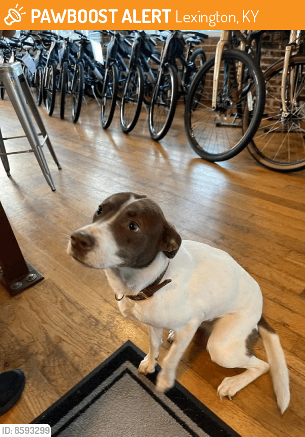 Lexington, KY Stray Female Dog Found Near Broomwagon, Greyline Station