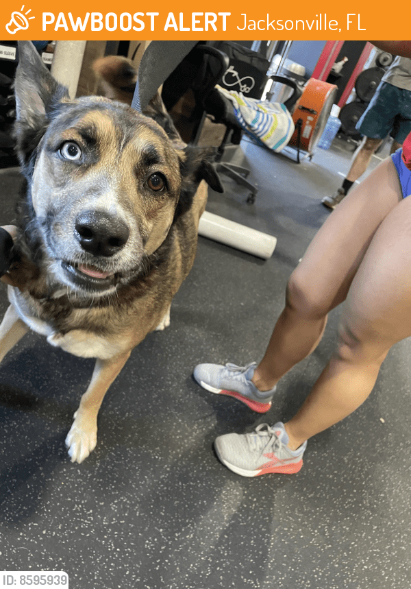 Jacksonville, FL Stray Male Dog Found Near Near Emerson St PawBoost