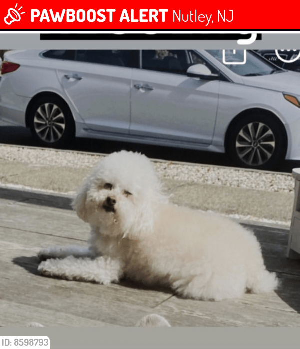 Lost Male Dog in Nutley, NJ 07110 Named Romeo (ID 8598793) PawBoost