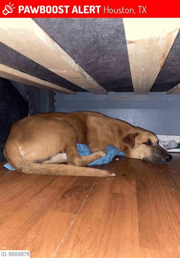 Lost Male Dog in Houston, TX 77073 Named Enzo (ID 8609879) PawBoost