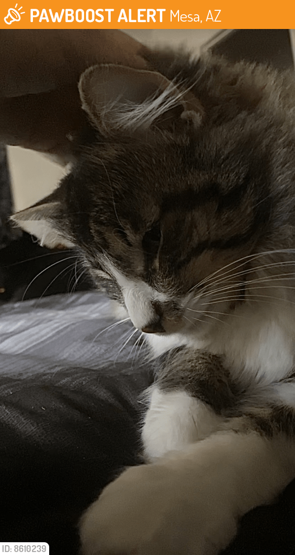 Found/Stray Male Cat in Mesa, AZ 85204 (ID 8610239) PawBoost
