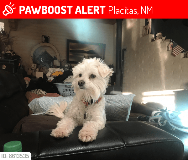 Lost Male Dog in Placitas, NM 87043 Named Romeo (ID 8613535) PawBoost