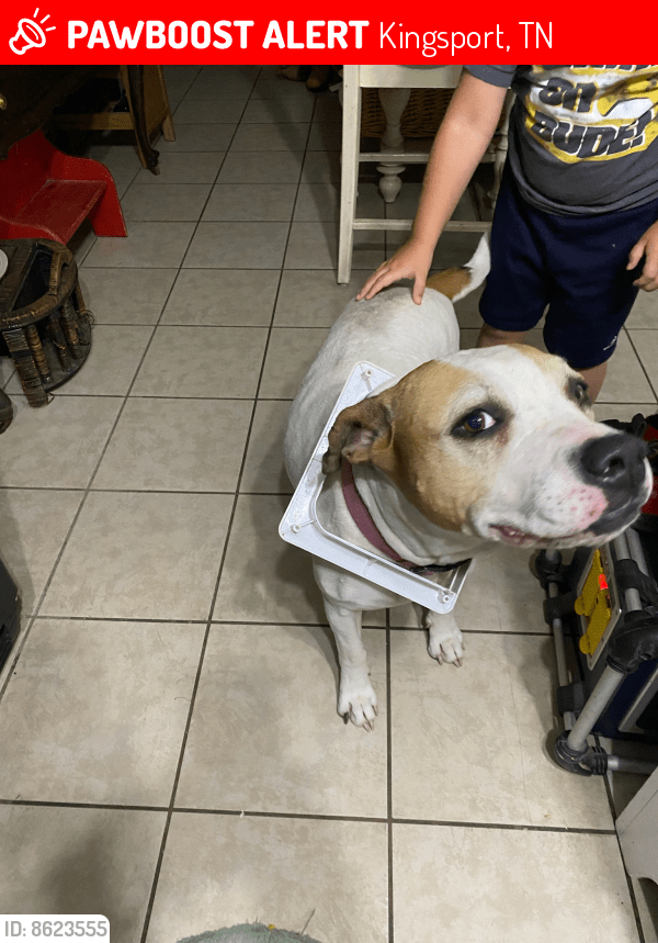 Kingsport, TN Lost Female Dog, Diamond Is Missing PawBoost