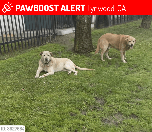 Lost Male Dog in Lynwood, CA 90262 Named Amalia (ID 8627684) PawBoost