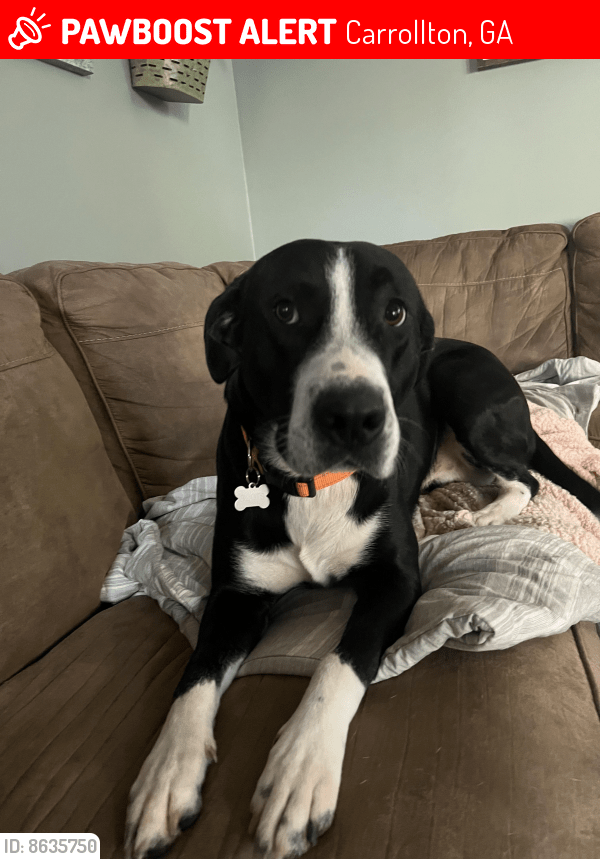 Lost Male Dog in Carrollton, GA 30117 Named Boots (ID 8635750) PawBoost