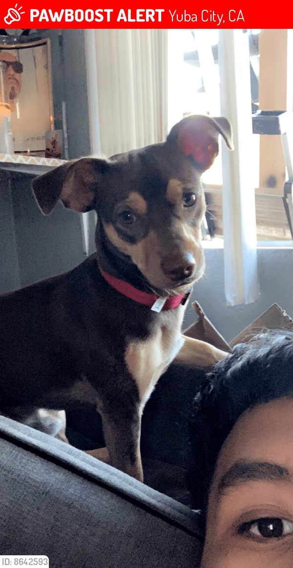 Lost Male Dog in Yuba City, CA 95991 Named Pepino (ID 8642593) PawBoost